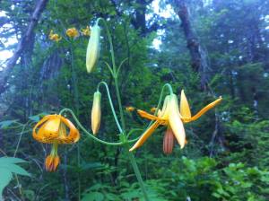 11030784_10152957070856009_7552493108705765843_n